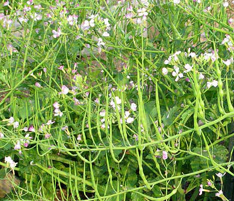 Raphanus caudatus summer fruiting plant