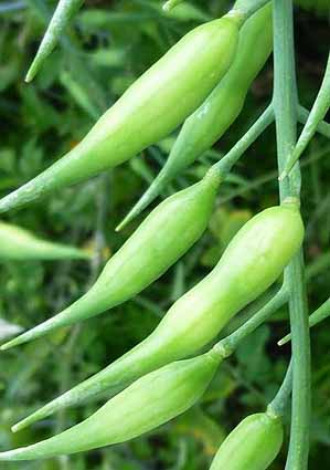Rattail radish pods, slightly fatter