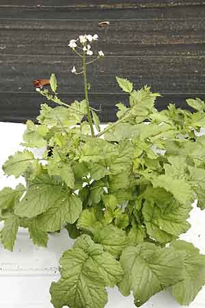 Rattail radish early spring plant.