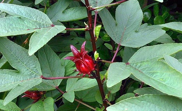 Roselle Hibiscus sabdariffa