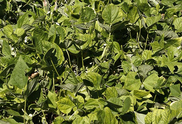 Yin Yang bush beans.