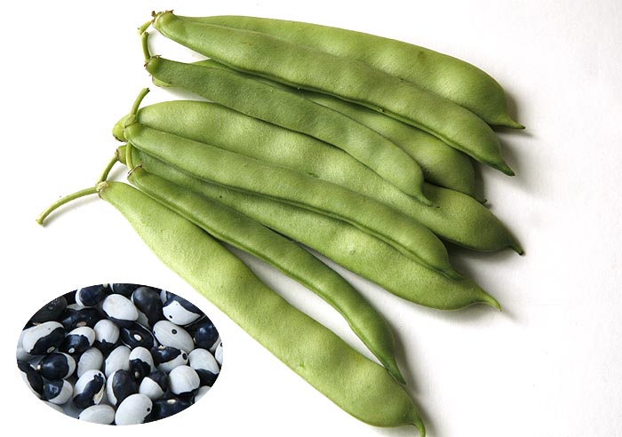 Yin Yang Beans Phaseolis vulgaris