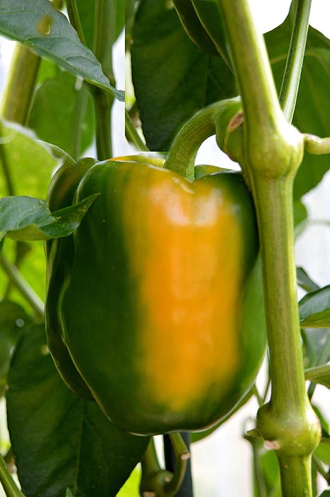 Pepper on plant just beginning to ripen