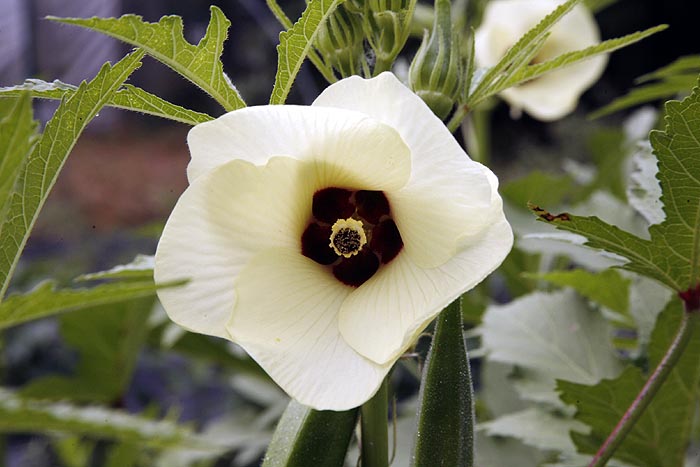 Okra Flower close
