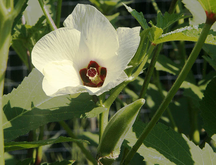 Okra Abelmoschus esculentus