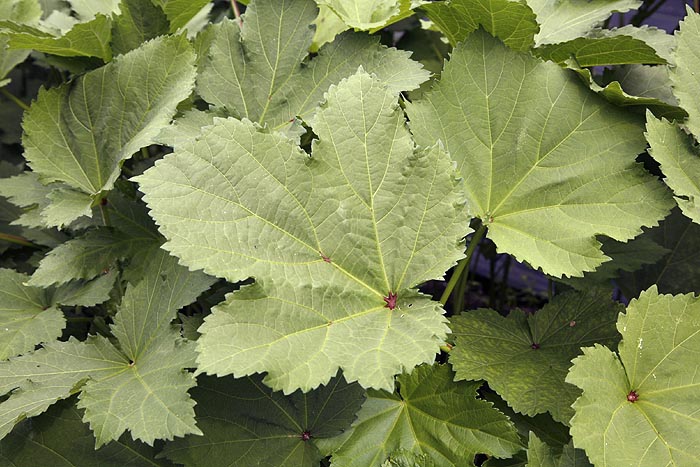 Okra leaves, edible and nutritious