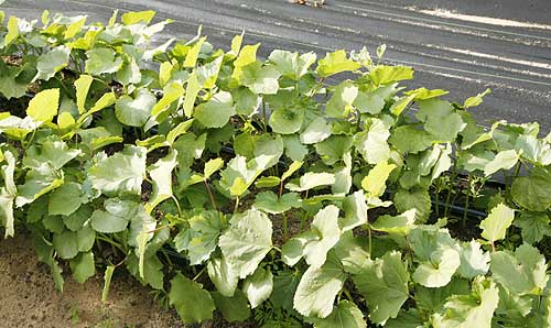 Very young okra plants, rounded leaves