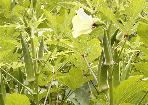 Okra pods and flowers, mature plants.