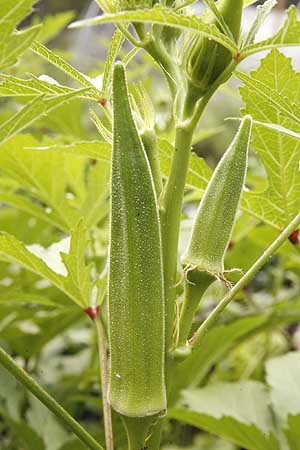 Green okra pods ready for picking