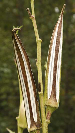 Ripe Okra pods, seed or decorative