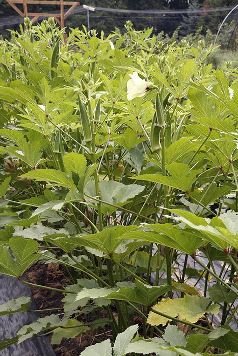 Mature Okra plants in our field