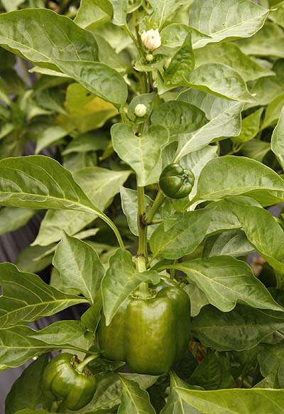 Pepper plant in field