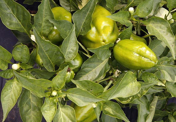 Sweet peppers can be very prolific