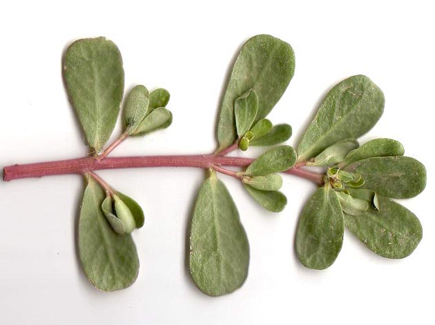 Purslane branch