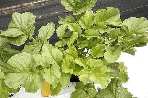 Rattail Radish leaves, early spring.