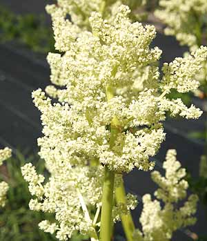 Rhubarb flower close