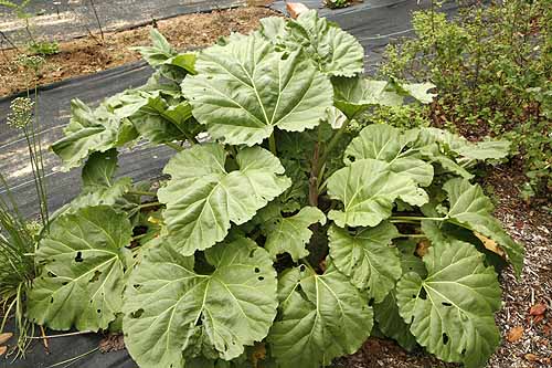 Rhubarb -Garden / English Rheum rhabarbarum