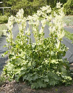 Rhubarb plant in flower