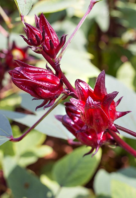 stem and line of red calyx Roselle