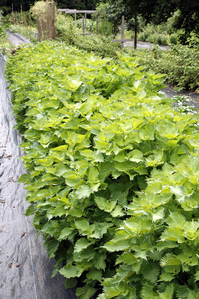 Green Perilla growing in our fields