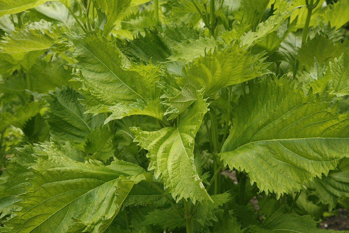 shiso - Green Perilla leaves