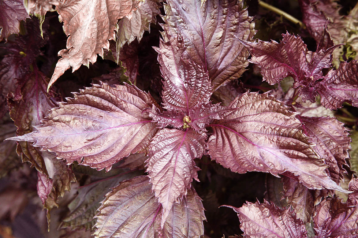 Red Perilla leaf