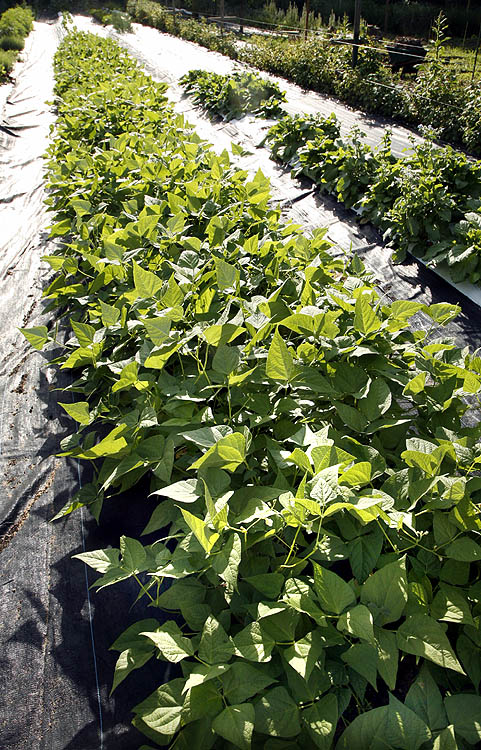 Yin yang bean plants in our field