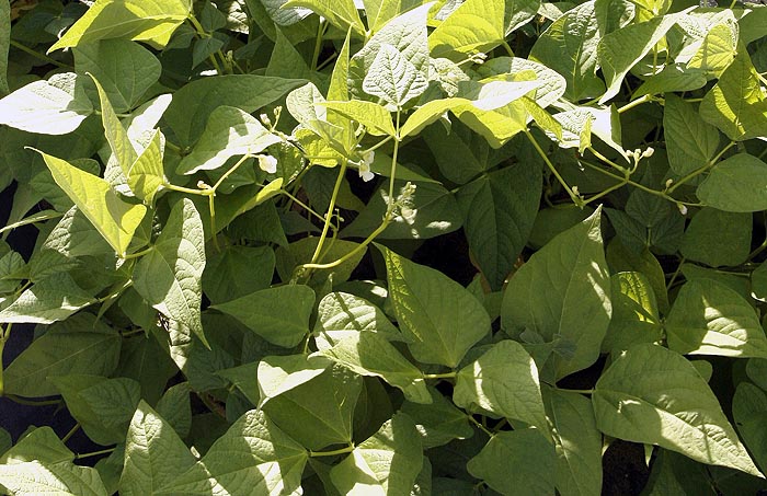 Yin yang bean plants closer