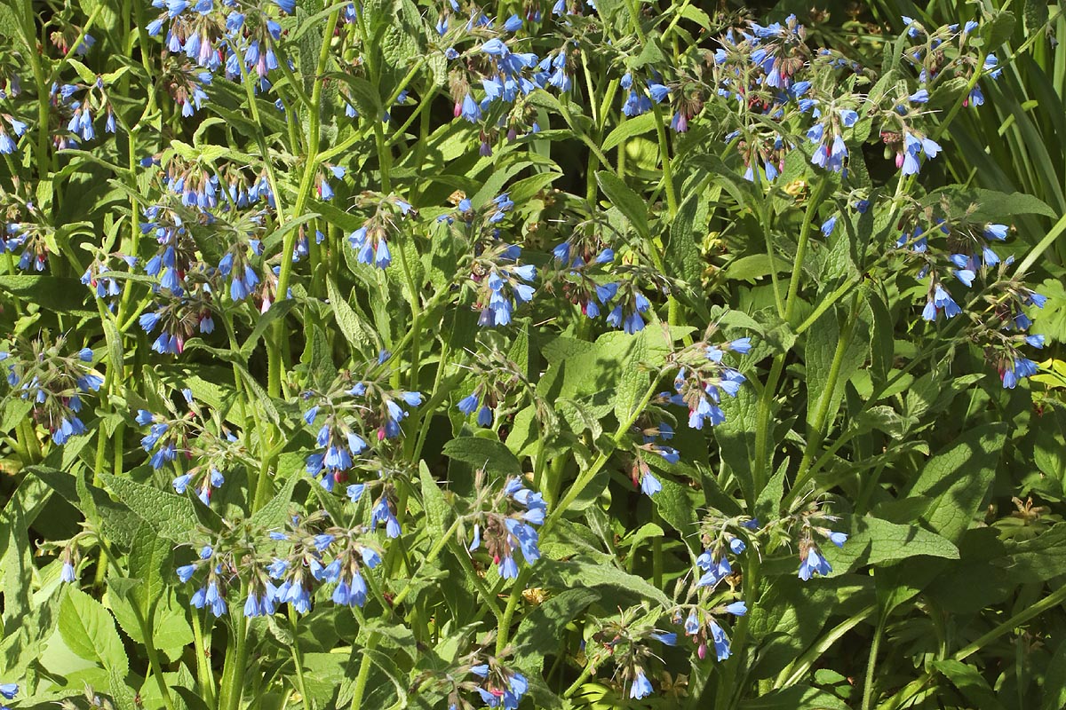 Virginia Bluebells en mass