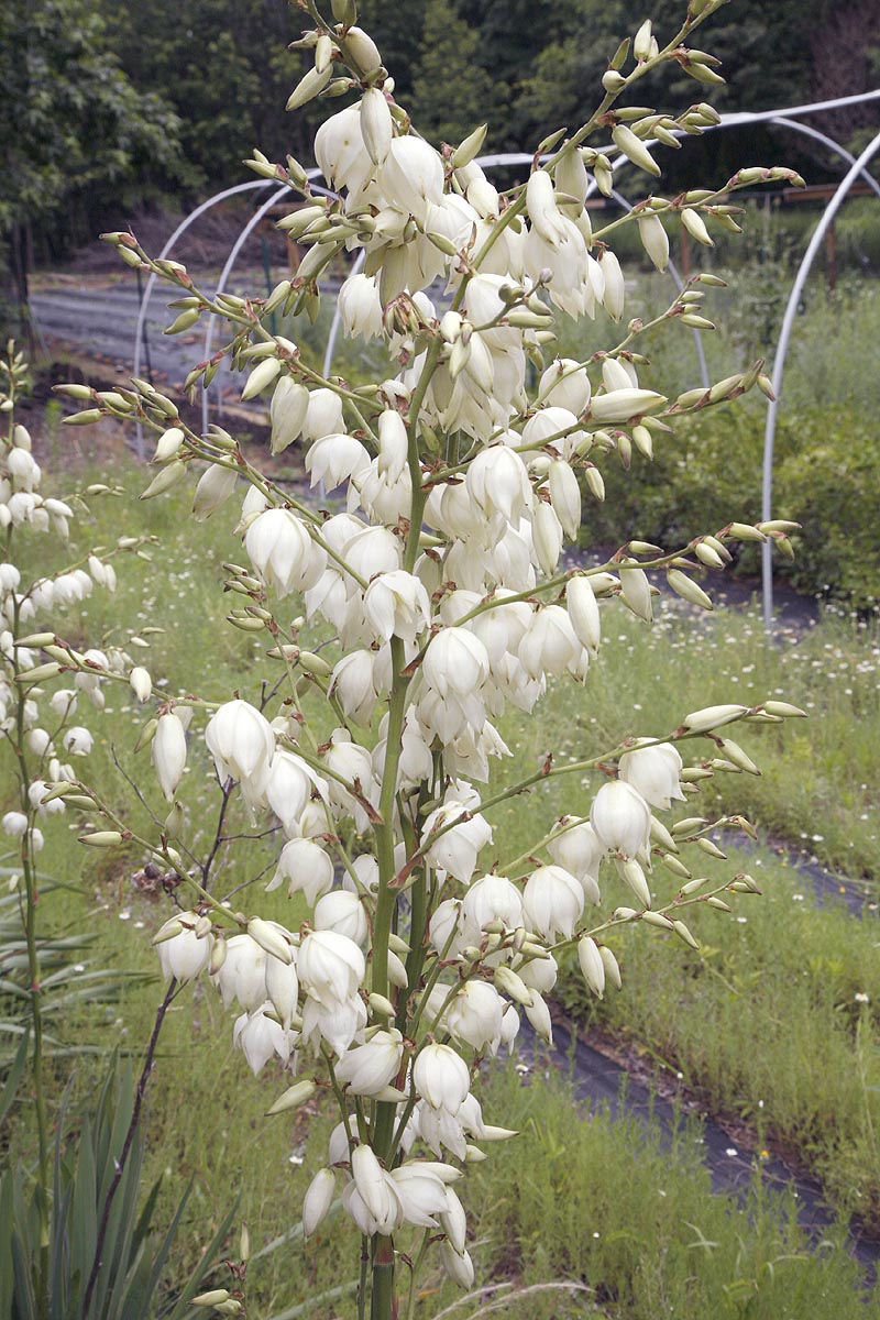 Yucca flowering stalk.
