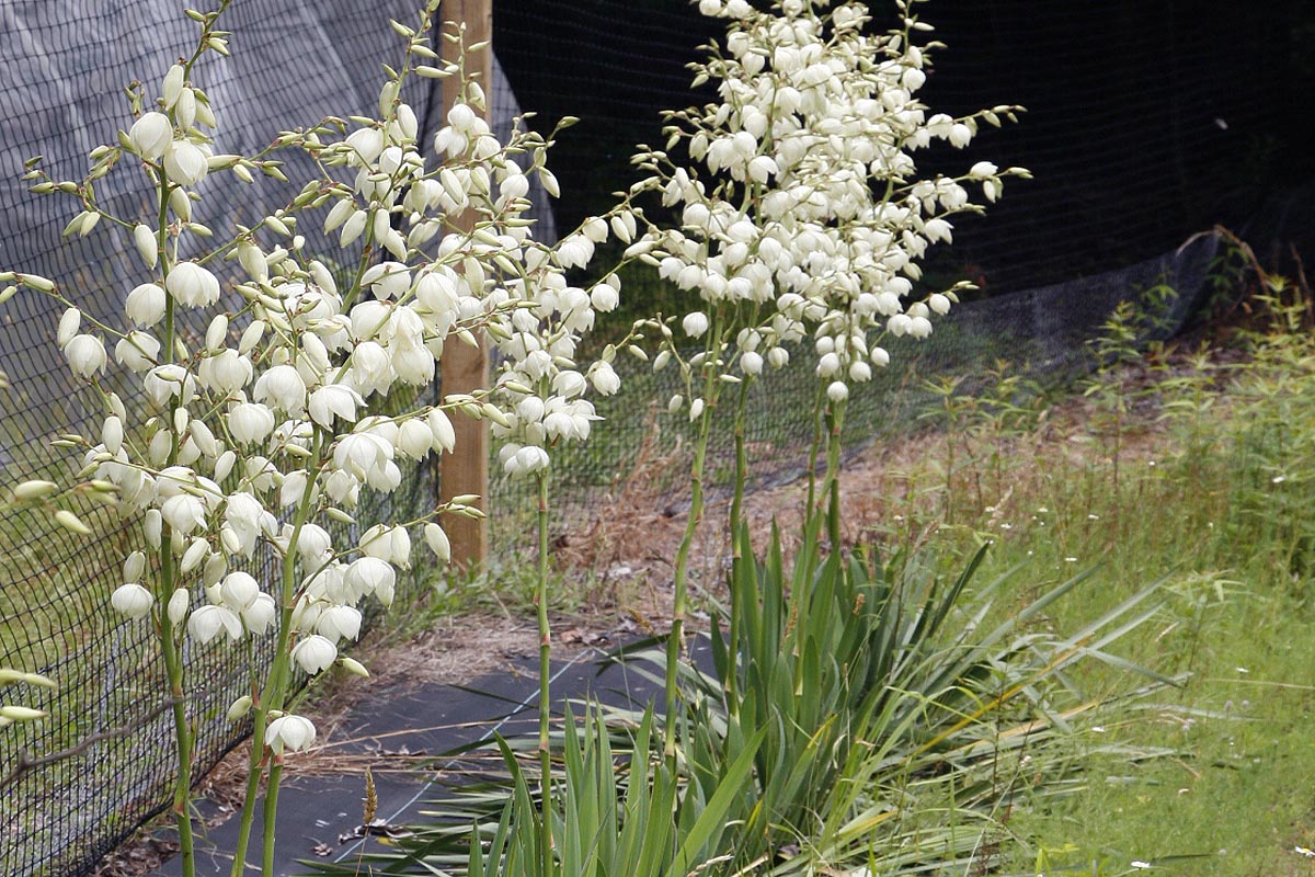 yucca plants flowering in field.