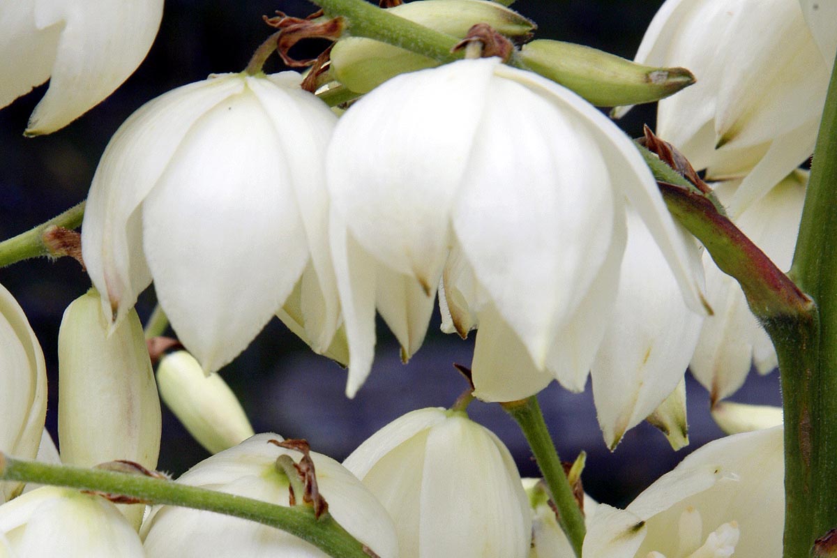yucca flowers very close