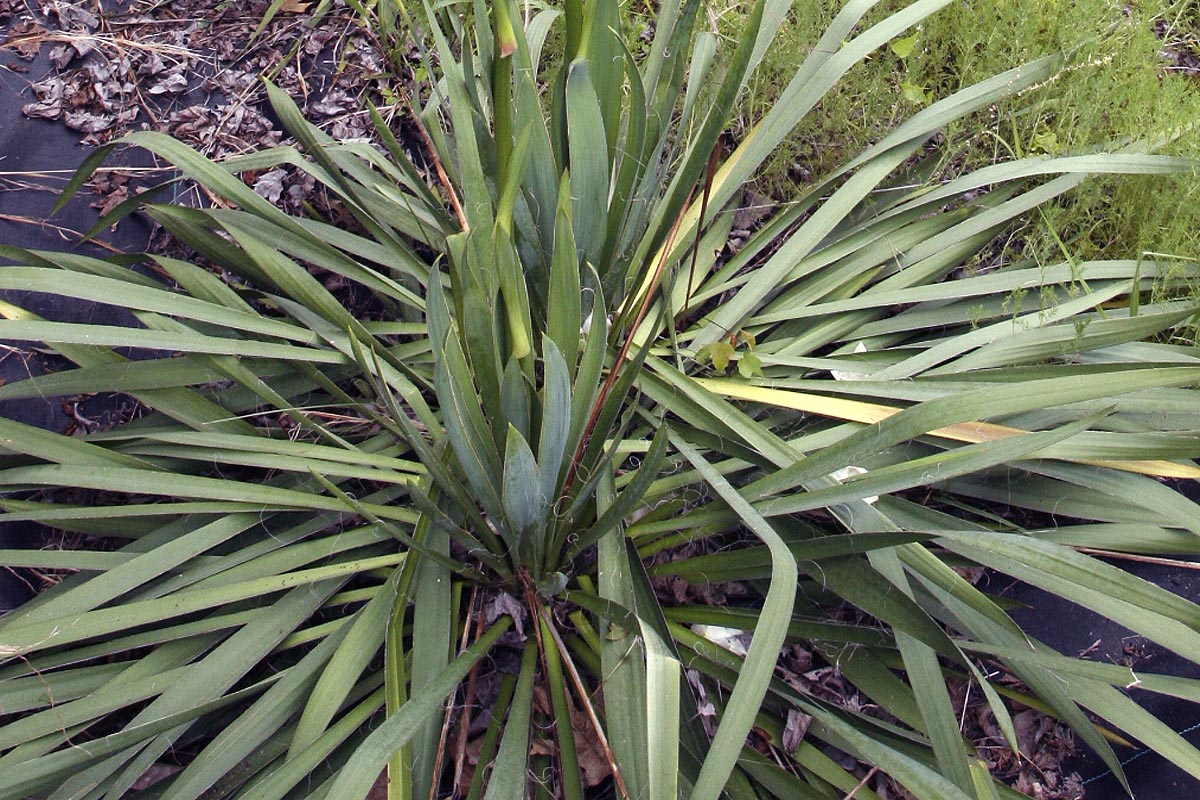 yucca leaves