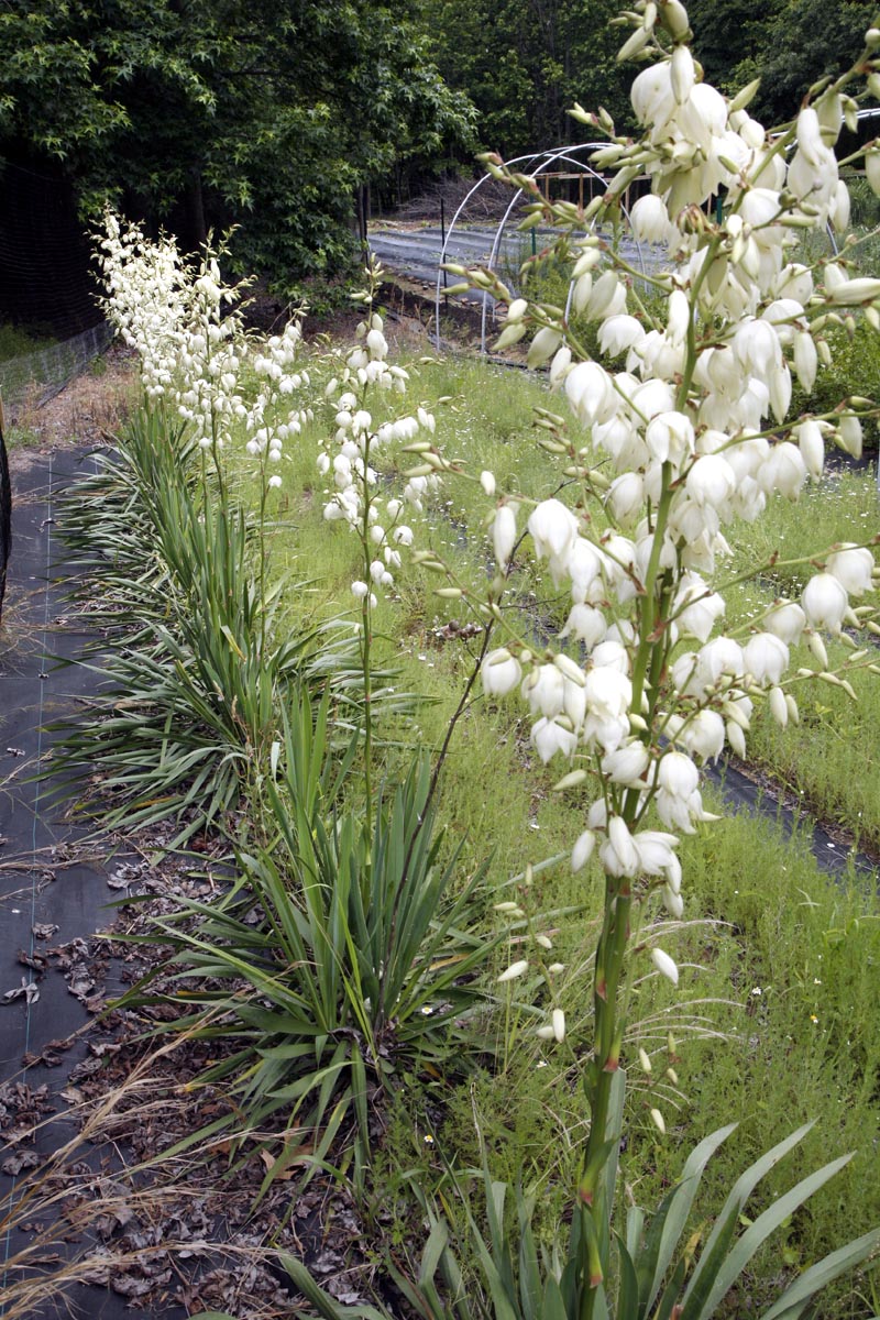 Yucca flowering plants our field