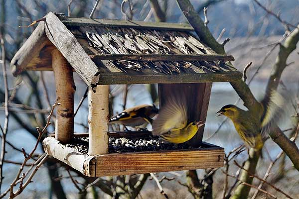 Platform bird feeder