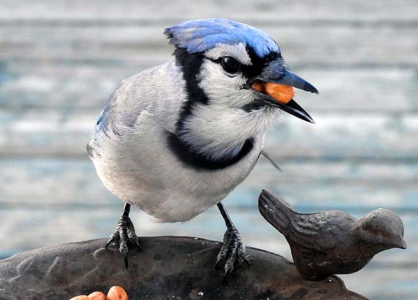 Blue Jay feeding