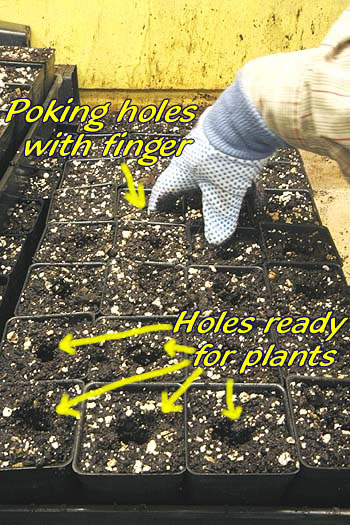 Making holes in potting mix ready for plants