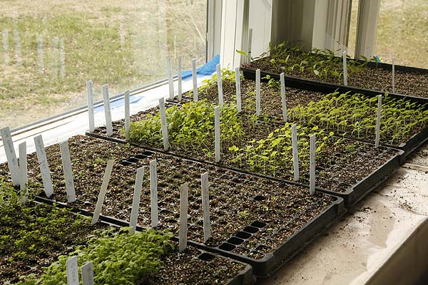 Seed trays in window.