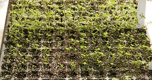 two species of seedlings growing in cell trays