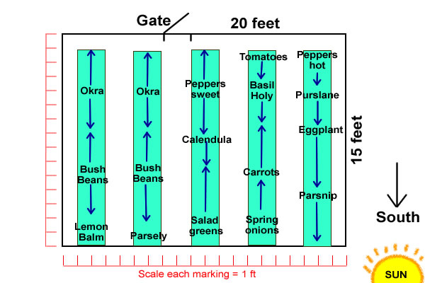 Plants marked out on garden plan.