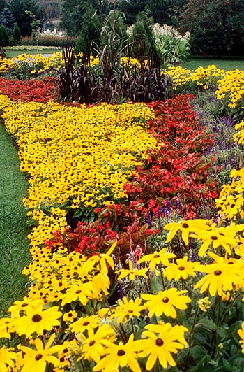 Bright annual border gives huge color impact but needs to be planted every year