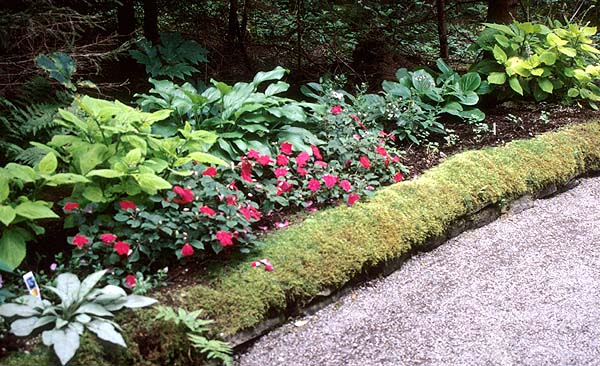 Shade loving plants growing under trees with lovely moss front border.