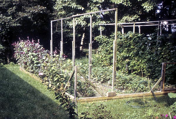 Small backyard vegetable garden.