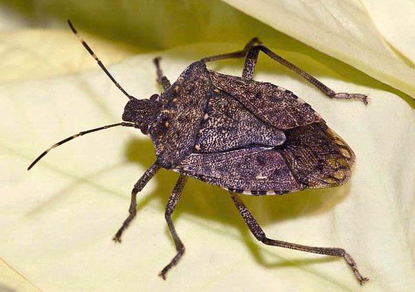 Brown marmorated stink bug