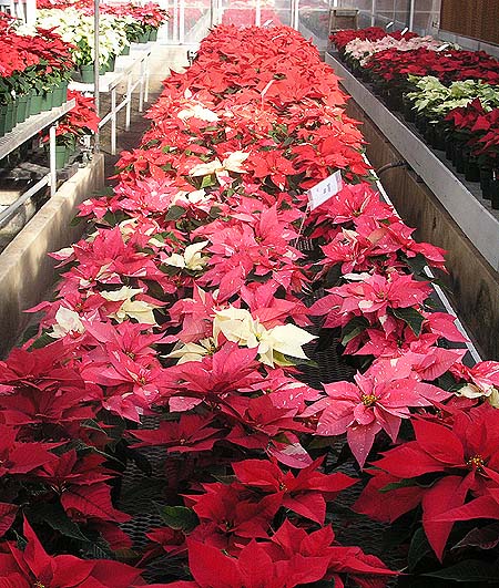 Portion of the Poinsettia trial at Rutgers University