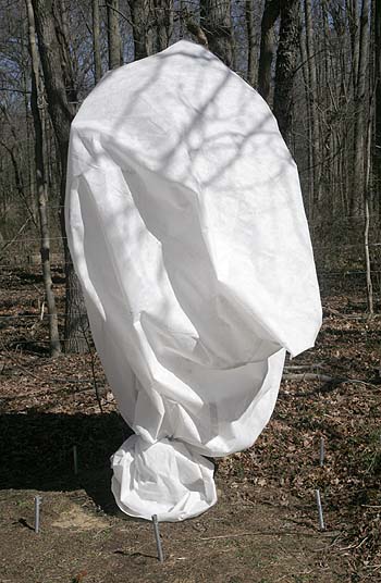 Japanese Apricot tree covered in bag made of plant protection fabric