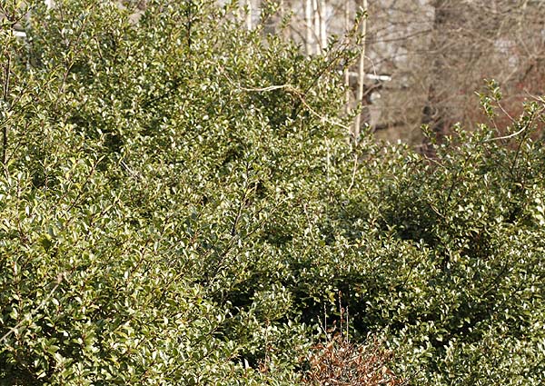 Holly bushes in winter