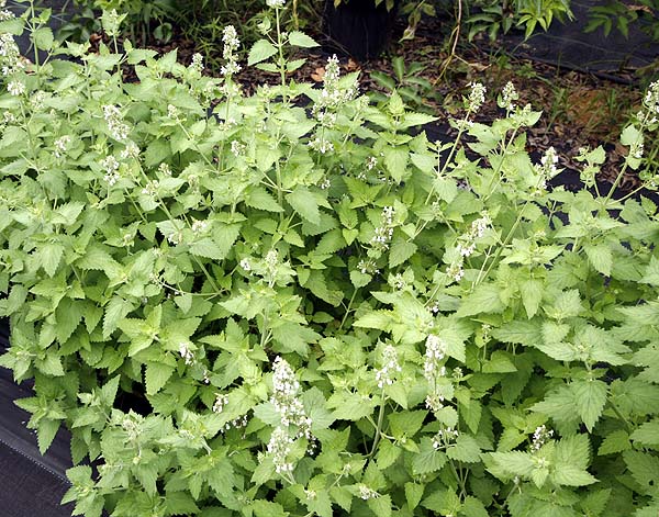 Stage 2 catnip plant.  Lush high quality.