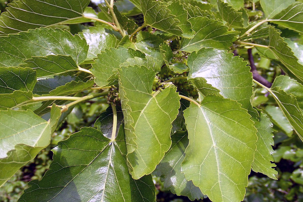 Mulberry Leaf Morus alba