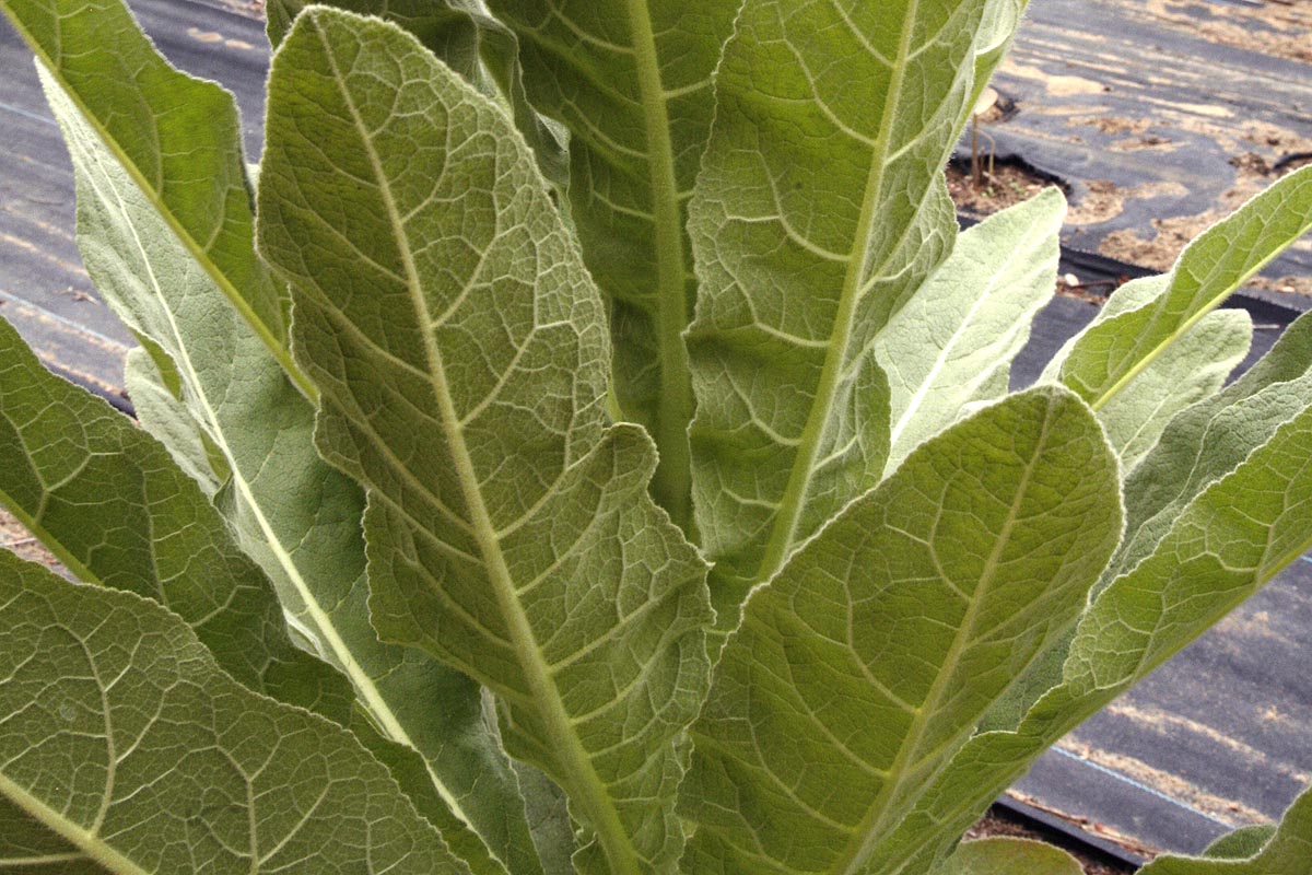 Mullein Leaf Verbascum thapsus